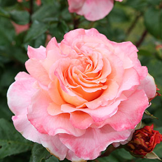 Rosier 'Fox Trot'